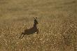 SARNA  (Capreolus capreolus)
Kozio�ki