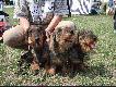 Na wystawach...
Z rodzin� "Kopido�k�w"... po rywalizacji o najlepsz� grup� hodowlan�:)