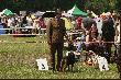 Mi�dzynarodowa Wystawa Ps�w Krak�w
