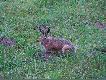 Zaj�czek
Czeka�em na dziki, a� to z krzak�w wyskoczy� zaj�c, zrobi� 3 rundy dooko�a ��ki i tyle go widzia�em... Darz b�r !!