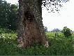 Los mojego drzewa
Kiedy� pisa�em tu o mojej topoli nad Bzur�. Spotka�y j� dwa nieszcz�cia: od pioruna i bobr�w.