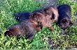 09.07.2009 r. A maluchy rosn� jak na dro�d�ach...