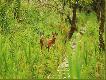 Lato 09
B�d� tu wrzuca� foty z moich wypad�w do �owiska przez ca�y okres wakacji. Pozdrawiam i �ycz� mi�ego ogl�dania DB!!!