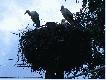 �eby wykarmi� g�odomory w gnie�dzie !