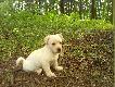 Neli
Suczka labradora kt�r� moja mama dosta�a od swoiej kole�anki , przewine�a si� przez kilka r�k a� w ko�cu trafi�a do mnie . Teraz ma 7 tygodni , mam nadzieje �e b�dzie dobrym towarzyszem w w�dr�wkach po kniei 