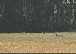 Jelenie
Byki �eruj�ce w owsie gromadz� si�y na czas rykowiska.
Po�owa lipca, oko�o godziny 20:00.