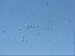 Bociany
Stado Bocian�w zaobserwowane w m.Brze�nica  na p�noc od D�bicy w woj.Podkarpackim w dn. 08.08.2009