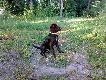 m�j pies
m�j pierwszy pies Wachtelhund skip