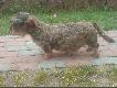 Drugi miot ..Romy
Ze skojarzenia  Roma Stary Trop i Helveciai-Vulpes Chris ( W�gier )  w  dniu 2 sierpnia na �wiat przyby�o 88cm jamnika : ))))))))).........8 szczeni�t 5 ps�w i 3 suki.

