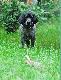 Camio