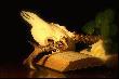 pomi�dzy polowaniem, a ... polowaniem
