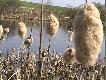 fauna i flora
Na po�udnie od �eby