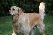 Whisky - towarzysz polowa�
