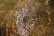 paj�cze sieci i inne...
...z porannego spaceru...