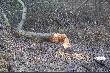 bobrze rz�dy
bobrze rz�dy