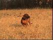 Rufus Sfora Nemroda