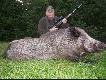 Odyniec 120 kg
Witam.Zawsze ogl�da�em na zdj�ciach w portalu pozyskane okazy zwierza a� wreszcie �w.Hubert przewidzia� i dla mnie ody�ca �yciowego.Dzik pozyskany w miejscowo�ci Lubocze�nica k/Pniew 14,09.09 na zr�bie olchowym poro�ni�tym wysok� traw� i trzcin�.S�o�ce by�o jeszcze nad lasem kiedy zasiad�em na wysiadce w oczekiwaniu na byka.Waga tylko 120 kg gdy� kilka dni temu w Pniewach kolega Henryk M pozyska� dzika o wadze 150 kg,ale m�j warchlak tez jest okaza�y.�ycz� wszystkim kolegom takich emocji i tej pracy po strzale.DB