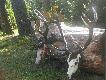 rykowisko 2009
jeden m�j ,a drugi taty