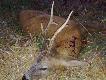 Rekordowo wysoki rogacz
W dniu 8 wrzesnia strzelilem go�cinnie rogacza w 2 kl wieku .Jest to moj rekordowy rogacz pod wzgl�dem wys tyk pr tyka 30 cm lew 29 cm waga w skupie wskaza�a 20 kg a poro�a na mokro 480 g