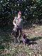 KUROPATWY I BA�ANTY
Moje pierwsze kuropatwy i bazanty w Kole  Z�OM