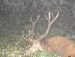 Jele�
M�j pierwszy byk pozyskany 08.09.09, 198kg 10l