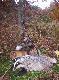 Pierwszy ja�wiec
