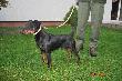 Achilles Lisia Przygoda
Achilles Lisia Przygoda urodzony 28.10.2008
Wymiary: 40 cm w k��bie, obw�d klatki piersiowej 56 cm.
Matka: NOXA od Imbergera (import ze S�owacji)
Ojciec: LUX (import z Serbii)
