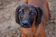 Czy te oczy mog� k�ama�