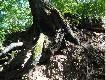 w�owisku
