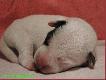 Miot "J"
IMBIR Mysia Zag�ada FCI  x  FANABERIA P�diable
ur 09.11.2009