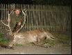 M�j Pierwszy Jele� Byk
 15 wrze�nia 2009 roku pozyska�em Pierwszego w �yciu Jelenia Byka. Waga tuszy 141 kg po potr�ceniach w skupie. Zdj�cia zrobione s� przy domu, na polowaniu nie mia�em aparatu ze sob�.