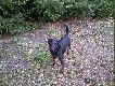 Borys
M�j pies. :)