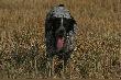 ...
Fot. Urtica