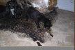 hodowla ps�w ,,Sosnowej Zagrody"
783590538 wszystkich zainteresowanych szczeni�ciem do polowania zapraszam 