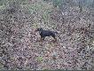 Kopov Evar
M�j nowy nabytek od kol. Krzysztofa, forumowego Venator Magnus, Hercules VM, ojciec: Dazar spod Sobrany, matka: Dolly z Hruskove Dvora.