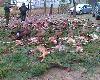 Piekny pokot
W dniu 12.12.2009 zosta�em zaproszony na polowanie zbiorowe ko�a "Le�nik" Skorz�cin. Efekt? Piekny pokot i perfekcyjna organizacja polowania kt�re trwa�o tylko 4 godziny.
