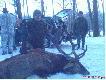 Byk Seniora.
Czternastak regularny, wiek 12-13 lat, waga wie�ca-9,800 kg. Wst�pna (ostro�na ) wycena - 213 punkt�w CIC.Z�oto :)