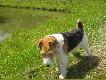 m�j pies Fox
pies my�liwski 
