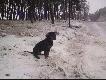 Polowania (kopovy i sp�ka) cz.II
Przedstawiam kilka fotek z polowa� kt�re mia�y miejsce w K� Diana, Le�nik i Lis.
W polowaniach bra�y udzia� moje psy i psy moich braci (Paw�a i Marcina)