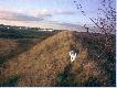 West highland white terrier,tzw.Westi;o)
Nawiernieszy towarzysz �owieckich wypraw, pogromca lis�w, borsuk�w i innych dzik�w :o)
Dojdzie po tropie oraz pog�osi nawet ca�� watah� dzik�w, tylko .... nie chce aportowa� w wodzie - tak ju� ma :o)
Rasa West highland white terrier, potocznie zwany WESTI.