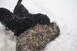    STOGI
..polowanie na stogach z" jagami" to dopiero prze�ycie...  2..."zagryziaki"  6 -ciu strzelc�w-
wynik 4 lisy i jenot... i kilka zdj��....go�cinnie polowali Micha� i Jurek z "Dziczego Gaju". To Jurka pieski dostarczy�y nam tylu wra�e�....