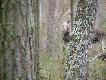 �osie spotkane w �owisku
