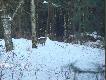 Dzisiejszy spacer
Czempi�skie lasy...