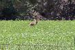 Deer
Wracajac ze strzelnicy napotkalem pasacego sie jelenia. NIestety, pzejechalem najlepsze miejsce do zrobienia zdjecia. Zostalo mi tylko powolne skradanie sie w jego kierunku, a on zaczal wlasnie oddalac sie. Kilka fotek tego co zdazyl zarejestrowac moj aparat.
Kita podniesiona oznacza, ze jest gotowy do startu.