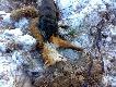 Jeszcze jeden
Pogoda pi�kna, �niegu po kolana, wolny czas jest, pieski a� piszcz� �eby wyj�� na polowanie. Wzi��em wi�c Gor� z zamiarem sprawdzenia kilku nor. Po dojechaniu w �owisko okazuje si�, �e samoch�d trzeba zostawi� przy drodze i zaplanowan� tras� zrobi� na piechot�. Pierwsze trzy nory bez lokatora ale po do�ciu do czwartej sunia szybko znika w jednym z dw�ch czynnych okien. Zajmuj� stanowisko i czekam na wyjazd rudzielca. Po d�u�szej chwili jednak zaczynam si� niepokoi� gdy� od momentu wej�cia suki do nory nie s�ycha� by�o �adnych odg�os�w - ani walki, ani pracy, ani zwarcia, nic. Po godzinie nadal nic nie s�ycha�, a suka ci�gle siedzi w norze. Czekam jeszcze p� godziny i jad� do domu po drugiego psa. Nora wygl�da na ciasn�, wi�c du�ego pola manewru mia� nie b�dzie, no ale trzeba pr�bowa�. Po przybyciu na miejsce Bonzo podejmuje prac� lecz troch� dziwnie si� zachowuje - chyba jednak za ciasno dla niego. Niemniej jednak jestem pewien, lis w norze jest. Po jakim� czasie udaje mi si� odwo�a� psa z nory, kt�ry nie chcia� z niej wyj�� jakby oznajmiaj�c mi obecno�c w niej Gory i lisa. Trudna rada, trzeba kopa�. Niestety bez ci�kiego sprz�tu tu si� nie obejdzie. Na szcz�cie na niedalekiej budowie by�a odpowiednia koparka, kt�rej operator bardzo ch�tnie zgodzi� si� nam pom�c. Mia�em pewne obawy a�eby nie "wyla� dziecka razem z k�piel�" ale innego wyj�cia nie by�o. Po dojechaniu na miejsce zaczynamy kopa� - bardzo osotro�nie uwa�aj�c �eby nie zawali� korytarza. Pierwszy wykop - nic. Wo�am, bez reakcji. Kopiemy 2m dalej - to samo. Nast�pny wykop znowu oko�o 2m dalej wzd�u� korytarza, delikatnie odkopuj� szpadlem korytarz i wo�am. Jest, s�ysz� j�, jest. Kopi� dalej i po chwili widz� �apy suki. Pewnie tak ciasno, �e nie mo�e si� wydosta�. Kopi� jeszcze troch� i ... to nie �apy lecz stawki lisa, kt�ry zd��y� ju� jaki� czas temu spisa� testament. Bior� lisa za wystaj�ce stawki i wyci�gam z nory, a na drugim ko�cu wisi Gora - nawet nie dra�ni�ta. Okaza�o si�, �e suka musia�a bardzo szybko znale�� lisa w norze i po doj�ciu do niego momentalnie odwr�ci� i tak odwr�conego ju� lisa chwyci� za ty�eczek. St�d te� nie by�o jej s�ycha� bo znajdowa�a si� w norze za lisem. Nie by�a by w stanie sama wyj�� gdy� zd�awiony lis blokowa� korytarz. Na szcz�cie wszystko si� dobrze zako�czy�o. Kolejne cenne do�wiadczenie. Nie odpuszczamy.