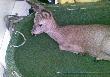 Sarenka
Ko�lak zap�dzony przez psy na ogr�dki dzia�kowe. Wycie�czone zwierz� bez problemu mog�em wzi�� na r�ce i zanie�� do samochodu. Docelowo trafi do o�rodka dla dzikich zwierz�t, gdzie po niezb�dnej rekonwalescencji zostanie wypuszczony na �ono natury.