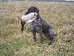 CZOKA Dziczy W�w�z
