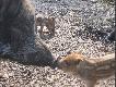 mama i ja
 W czasie  swych s�u�bowych obowiazk�w chodz�c po lesie zauwa�y�em co� ciekawego locha z pasiaczkami  , porobi�em im pare zdj�� i jedno uda�o sie bardzo ciekawe . 