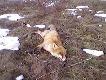 Lisy
W tej galerii b�d� zamieszcza� strzelone przeze mnie lisy, to pierwsze zdjecie nie najlepsze bo telefonem robione. Nast�pne postaram sie dawa� lepszej jako�ci.

Darz B�r!

Pawe�