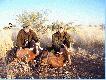 Namibia2006-Ja i mj kolega Dima i 2 blesbocki
